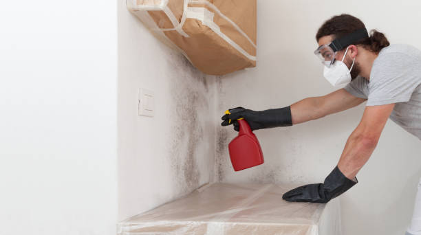 Professional Mold Removal technician working in Allston, MA